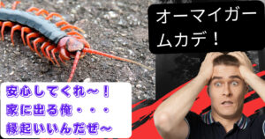 家に出るムカデは縁起がいい!嫌がらなくていい理由を大公開