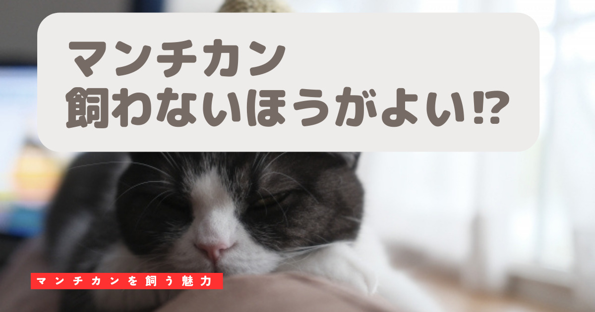 マンチカンは飼ってはいけないという意見と飼う魅力を総まとめ